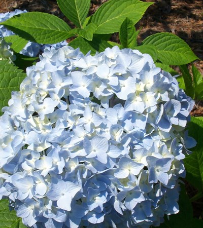 Bigleaf Hydrangea Nikko Blue